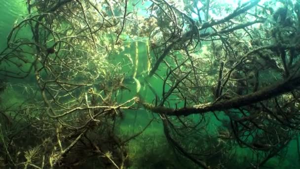 Podvodní Záběr Ponořené Skotské Borovice Nebo Skotské Borovice Nebo Pobaltské — Stock video