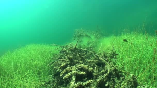 Unterwasseraufnahme Einer Untergetauchten Gemeinen Fichte Picea Abies Einem Klaren See — Stockvideo