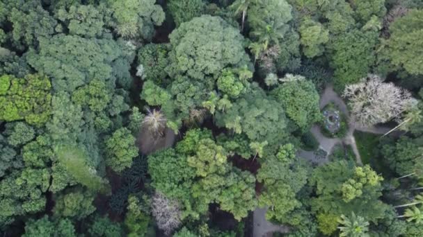 Piękny Drone Shot Brazilian Rain Forest Corcovado Mountain Brazylia — Wideo stockowe