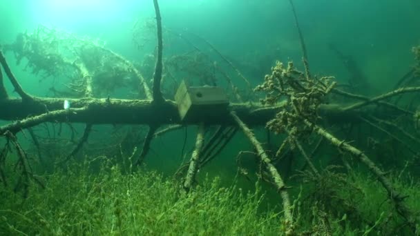 Zvláštní Podmořský Pohled Kde Ptačí Hnízdo Stromě Ponořené Sladkovodním Jezeře — Stock video