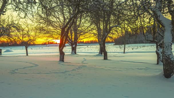 Una Gloriosa Alba Dorata Getta Ombre Sulla Neve Attraverso Gli — Video Stock