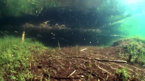 European Perches Perca Fluviatilis Swim Clear Watered Lake Shore Probably — Stock Video