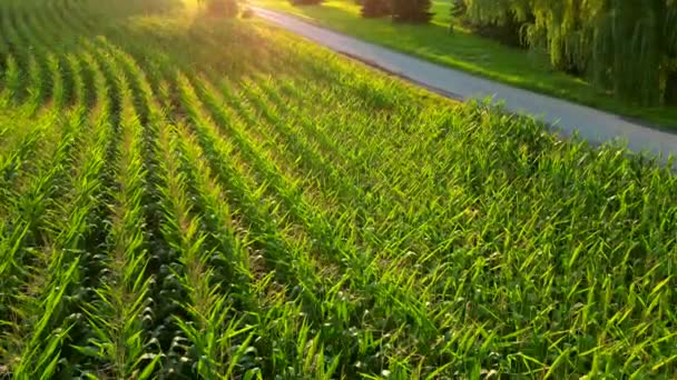 Kukuřice Stalk Pole Svítí Nad Západem Slunce Closeup Zelené Plodiny — Stock video