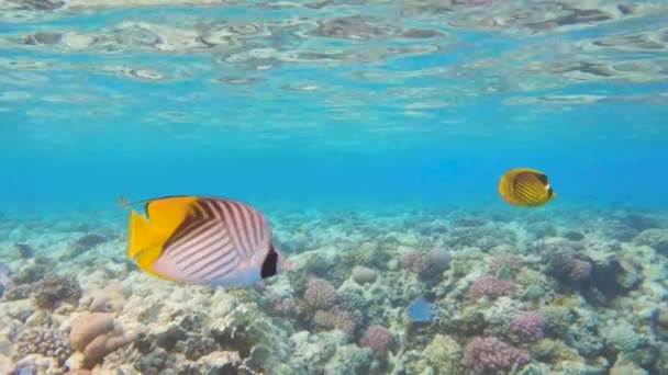 Paar Threadfin Vlindervissen Zwemmen Aan Oppervlakte Koraalrif Helder Blauw Water — Stockvideo