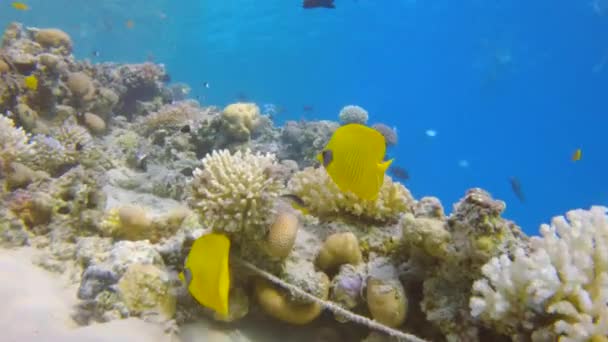 Pez Mariposa Enmascarada Nadando Través Arrecife Coral Cámara Lenta — Vídeo de stock