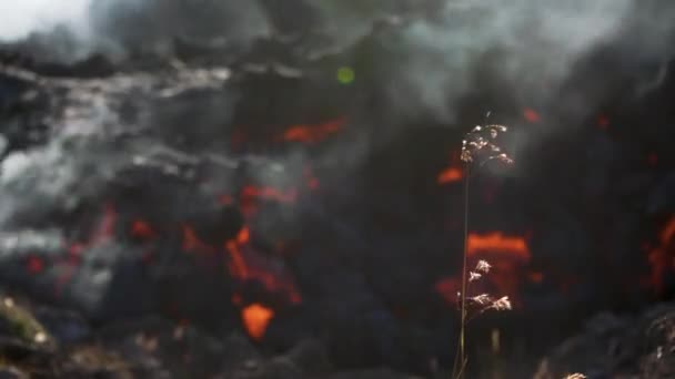 火山の噴火中の背景に溶岩と煙で風に揺れる野生の花 終わりだ — ストック動画