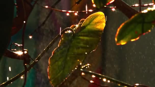 Regenbui Het Amazone Regenwoud Met Zonlicht Sprankelende Druppels Bladeren Slow — Stockvideo