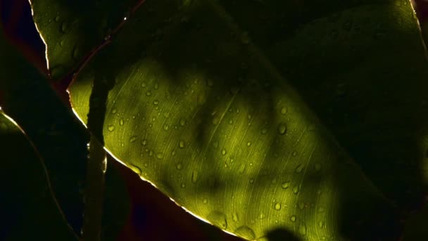 亚马逊雨林树叶上的雨滴或露珠 闭合在一起 — 图库视频影像