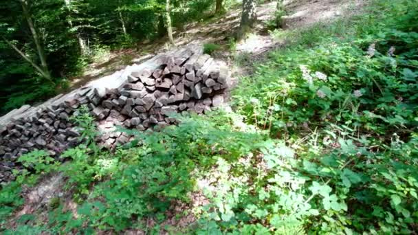 Una Pila Legna Ardere Legna Ardere Nel Bosco Impilata Pronta — Video Stock