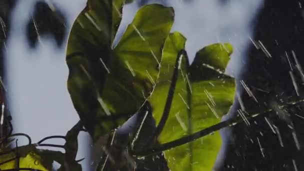 Gotas Chuva Salpicam Contra Folhas Floresta Amazônica Durante Banho Chuva — Vídeo de Stock