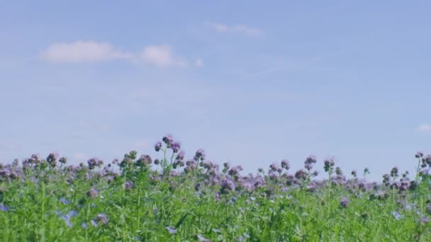 阳光明媚的日子里 法西利亚的草地 侧边的洋娃娃 — 图库视频影像