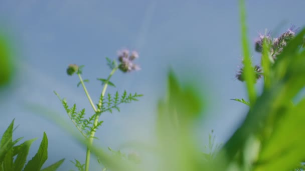 Tansy Phacelia Flor Dia Ensolarado Close Focus Pull — Vídeo de Stock