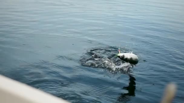 Captura Peixes Manivelas Até Peixes Superfície Mar Câmera Lenta Cavala — Vídeo de Stock