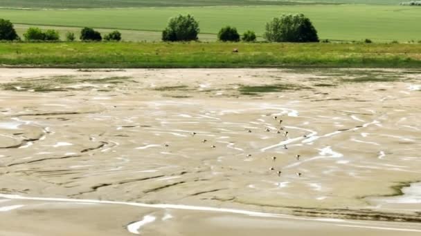 Troupeau Oiseaux Volant Dessus Une Rivière Hollandaise Asséchée Pendant Canicule — Video