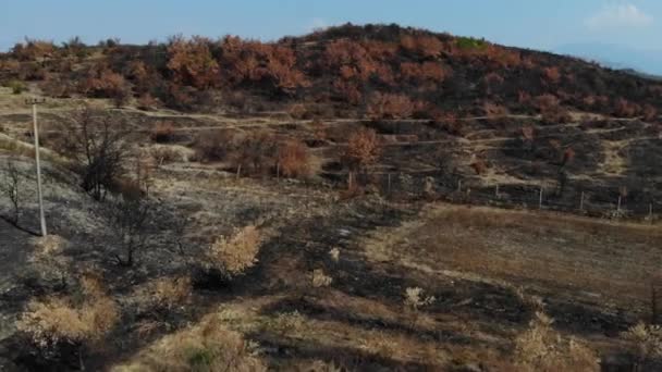Yangından Sonra Tepede Yanmış Çalılar Ağaçlar Siyah Küller Kuru Otlar — Stok video
