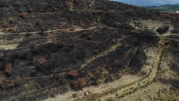 Sol Noir Après Feu Arbres Brûlés Herbe Sur Colline Paysage — Video