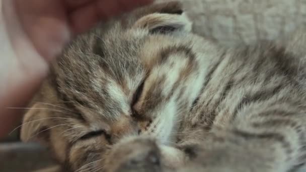 Sleeping Kitten Adorable Small Cat Sleeping While Person Hand Petting — Stock Video