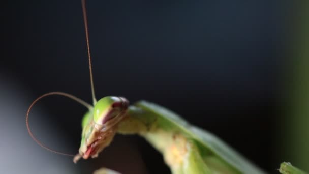 Gros Plan Sur Mante Priante Tête Labrum Légèrement Mouvement — Video