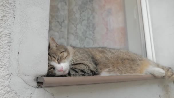 Huiselijke Luie Kat Ligt Voor Het Raam Slapen Ontspannen — Stockvideo