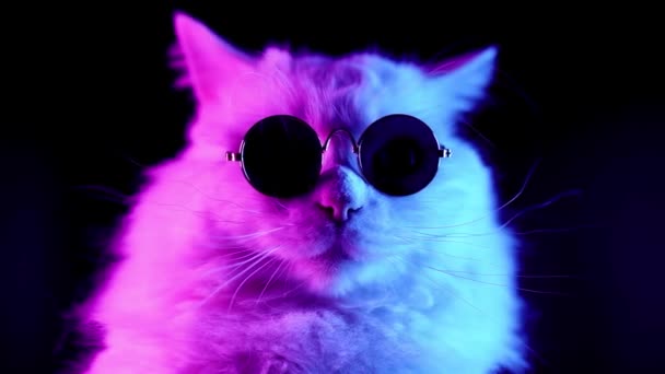 Hipsterski Kot Okularach Ultrafioletowym Niebieskim Świetle — Wideo stockowe