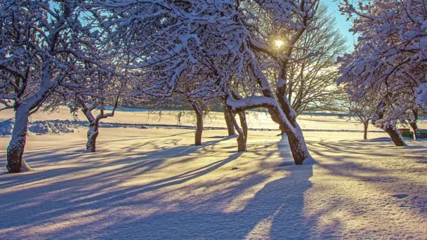 Las Sombras Los Árboles Cubiertos Nieve Arrastran Por Suelo Mientras — Vídeos de Stock