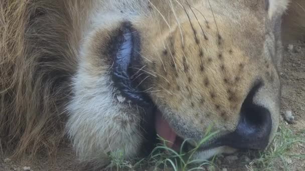 African Lion Śpiący Ziemi Zbliżenie Dzikie Zwierzęta Odpoczywające Dziczy — Wideo stockowe