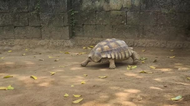 Sulcata Želva Africká Želva Předená Kráčí Prašném Pozemku — Stock video