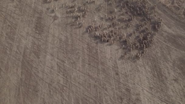 Koyunuyla Birlikte Turuncu Bir Gün Doğumunda Otsuz Bir Çöl Bölgesinde — Stok video