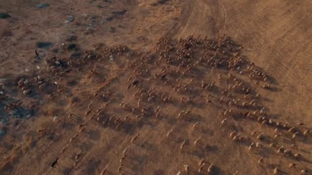 Повітряний Постріл Пастуха Помаранчевому Сході Сонця Вівцями Сухому Районі Пустелі — стокове відео