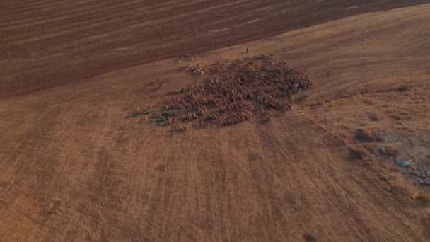 Пастух Оранжевом Восходе Солнца Своими Овцами Найденный Сухой Пустыне Области — стоковое видео