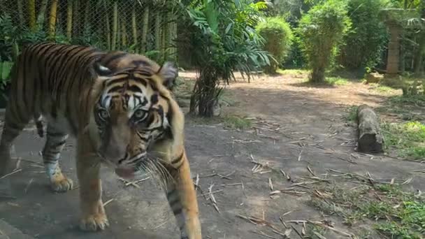 カメラの前を歩くスマトラトラのクローズアップ 保護環境下での神経質な野生動物 — ストック動画