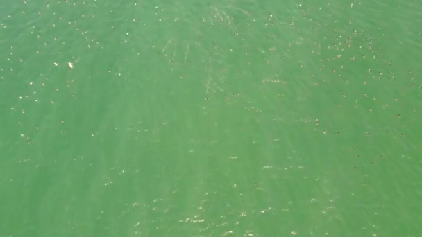 Dron Powietrza Strzał Ptak Oko Oceanu Ptak Latający Mewa Natura — Wideo stockowe