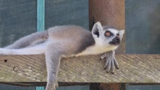 Close Lemur Adorável Animal Deitado Placa Madeira — Vídeo de Stock