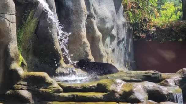 Sun Bear Walking Bakom Vattenfallet Skyddat Område Bali Zoo — Stockvideo