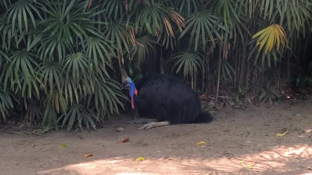 Southern Double Wattled Cassowary Flightless Bird Tropical Plants Σκιά — Αρχείο Βίντεο