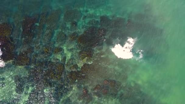 Drone Antenn Fågel Öga Kristallklart Tång Stenigt Rev Stilla Havet — Stockvideo