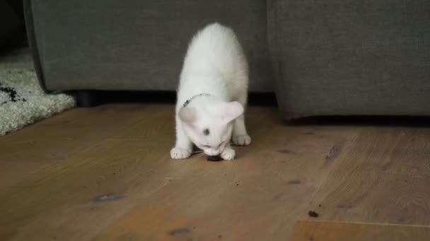 Lindo Gatito Blanco Pequeño Juega Con Una Bola Tierra Dentro — Vídeos de Stock