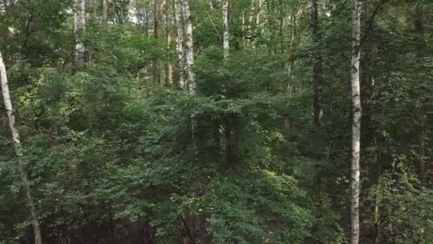 ポーランドのワルシャワで無人機と夏に緑の森のドローンショット — ストック動画