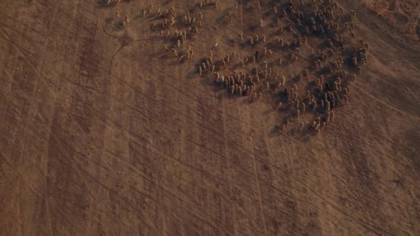 Pastýř Oranžovém Východu Slunce Svými Ovcemi Nalezen Suché Pouštní Oblasti — Stock video