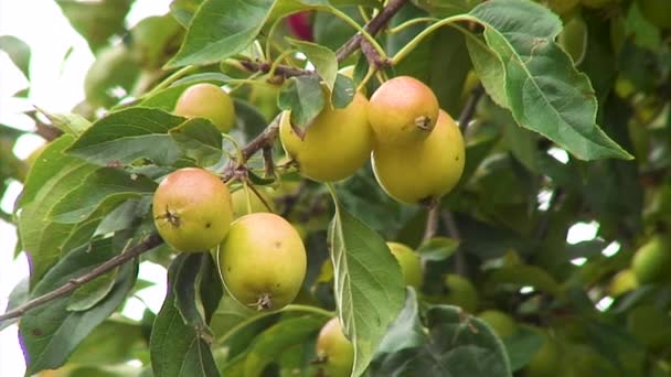 Jabłka Kraba Zaczynają Dojrzewać Czerwienieć Drzewie Jabłoni Kraba Rosnącym Anglii — Wideo stockowe