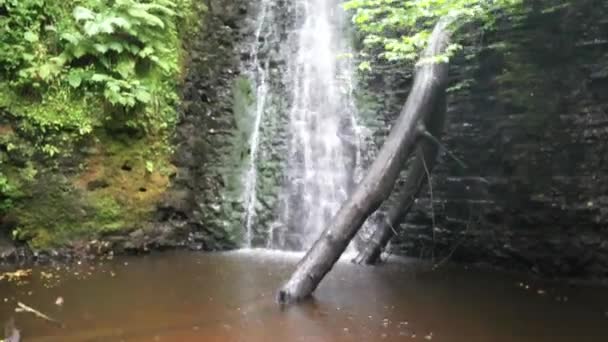 滝の下にドローン飛行し 夏に木の幹と低水位を後方に明らかにする — ストック動画