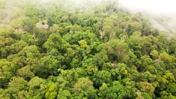 Mystischer Wolkenverhangener Nebel Über Sattgrünem Regenwald Drohnenaufnahmen Aus Der Luft — Stockvideo