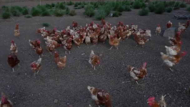 Grupo Gallinas Una Granja Vagando Libres Fuera Del Gallinero Ángulo — Vídeo de stock