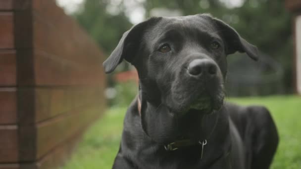 Prise Vue Chien Labrador Noir Assis Dans Jardin Dans Jardin — Video