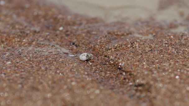 Bliska Widok Małego Kraba Pustelnika Skorupie Piaszczystej Plaży Australii — Wideo stockowe