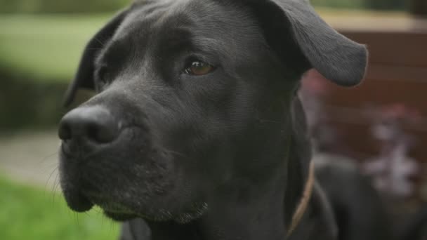 Gros Plan Chien Labrador Noir Assis Regardant Autour Dans Jardin — Video