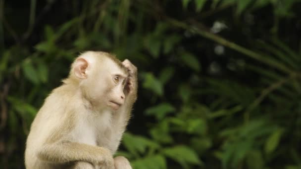 Μαϊμού Ουρά Του Γουρουνιού Του Γρατζουνάει Κεφάλι Τροπικό Τροπικό Τροπικό — Αρχείο Βίντεο