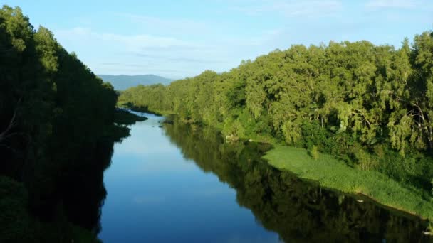 Drone Green Bushland Still Reflective Creek Νωρίς Πρωί Στην Αυστραλία — Αρχείο Βίντεο