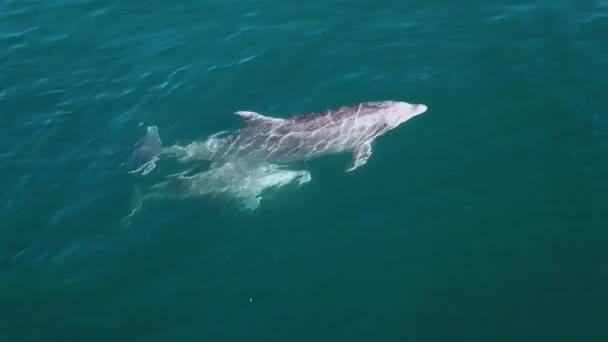 ターコイズブルーの海でダイビングしながら 新鮮な空気を吸い込むデルフィヌス 空中ビュー — ストック動画