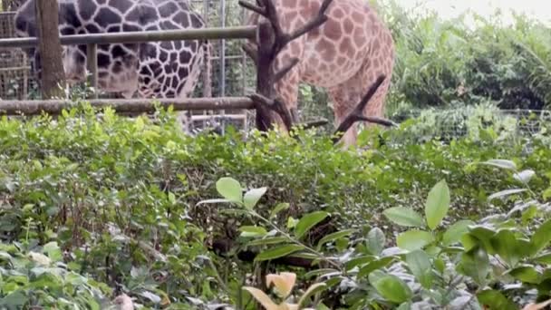 Filmaufnahmen Mit Handbewegungen Zweier Giraffen Giraffa Camelopardalis Rothschildi Mit Markantem — Stockvideo